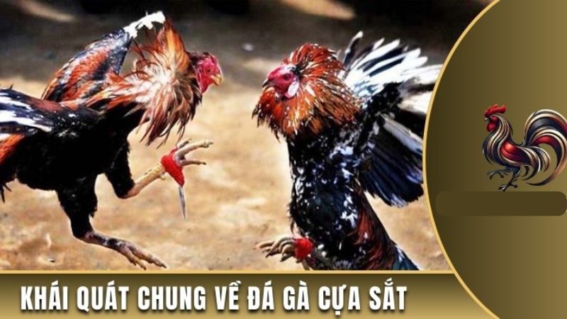 Giới thiệu đá gà cựa sắt