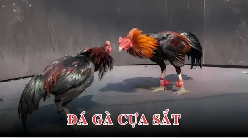 Luật thi đấu cựa sắt tại U888