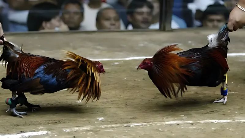 Mẹo chọn gà cho tân thủ