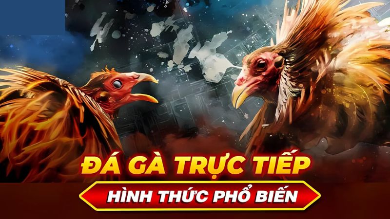 Loại hình đá gà hiện tại