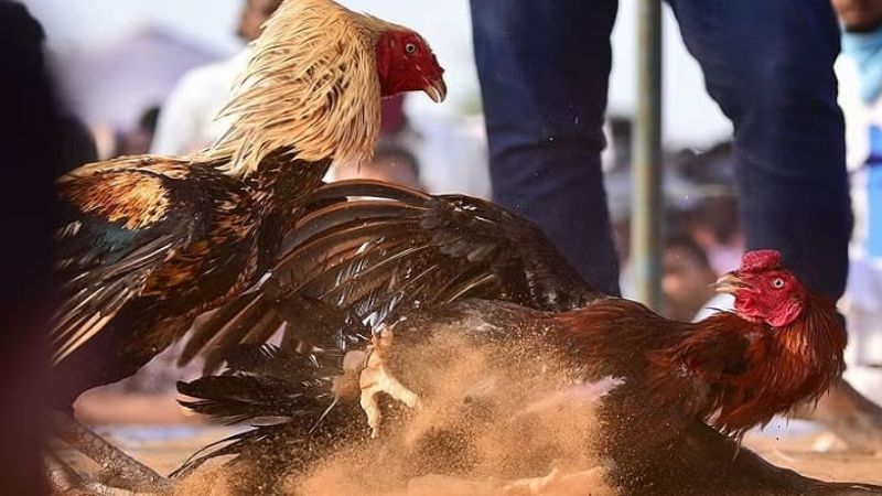 Quy trình tham gia cá cược đơn giản và nhanh chóng